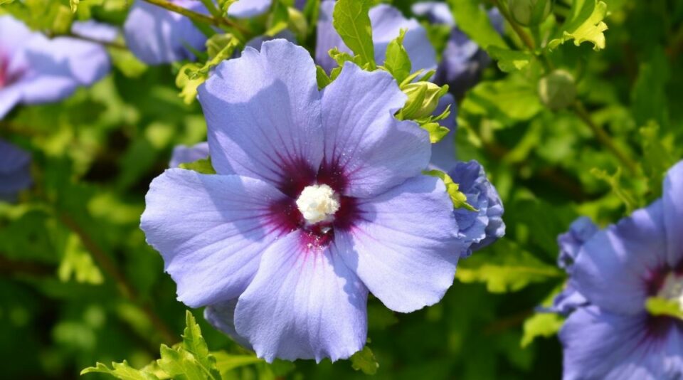 Blue Flowering Shrubs: 17 Blue Flower Bushes For Your Garden