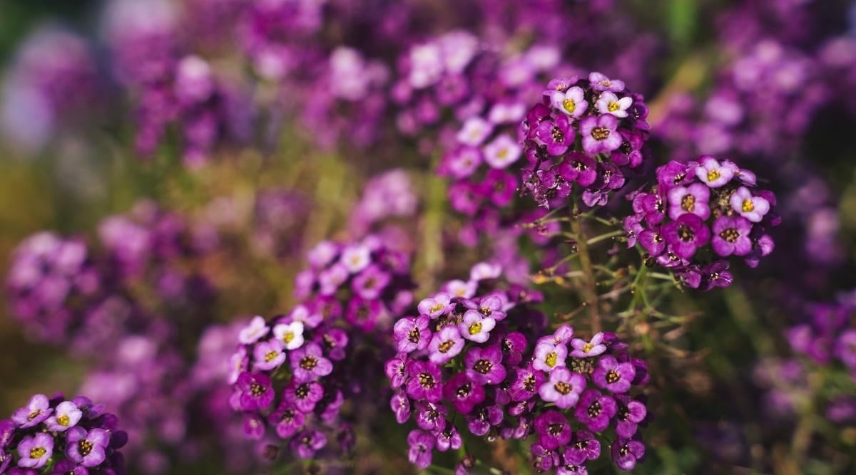 Lobularia maritima