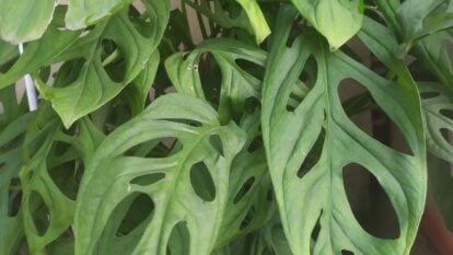 A lovely Monstera epipremnoides plant with broad leaves forming gaping holes on the surface with a bright green color, placed in a brown container