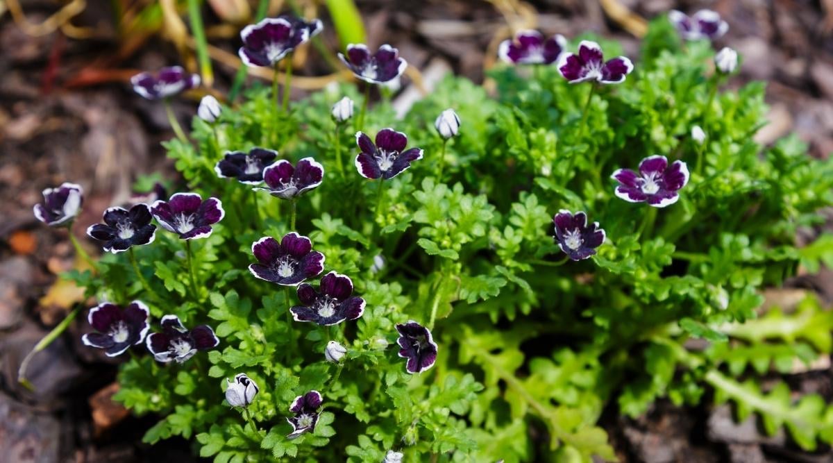 Nemophila menziesii