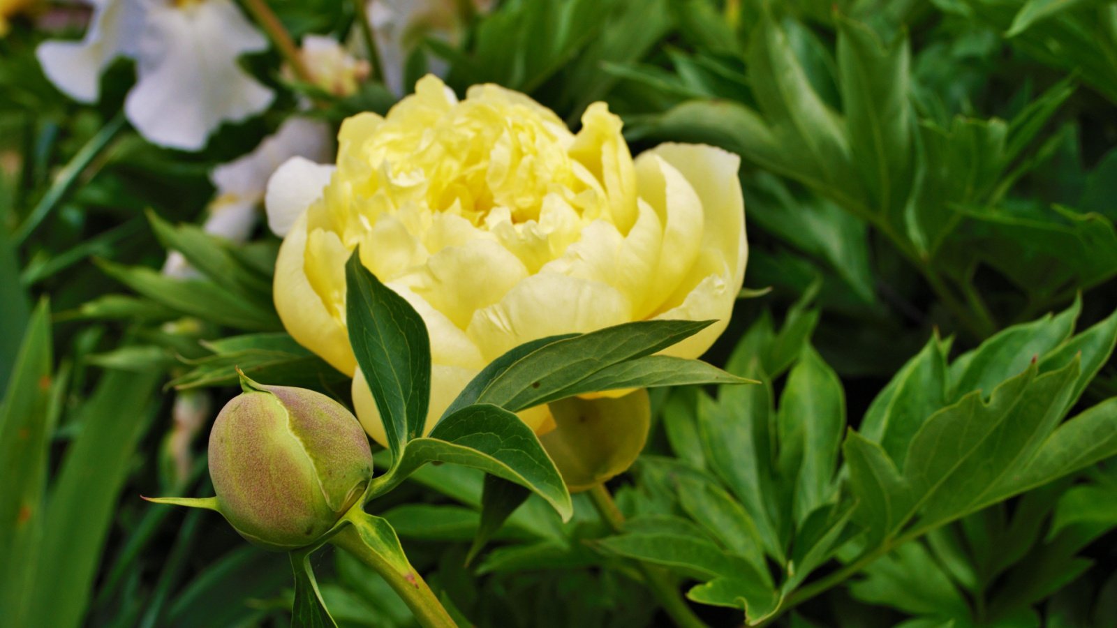 A close-up shot of a flower, showcasing its delicate creamy-yellow colored petals of the Goldilocks