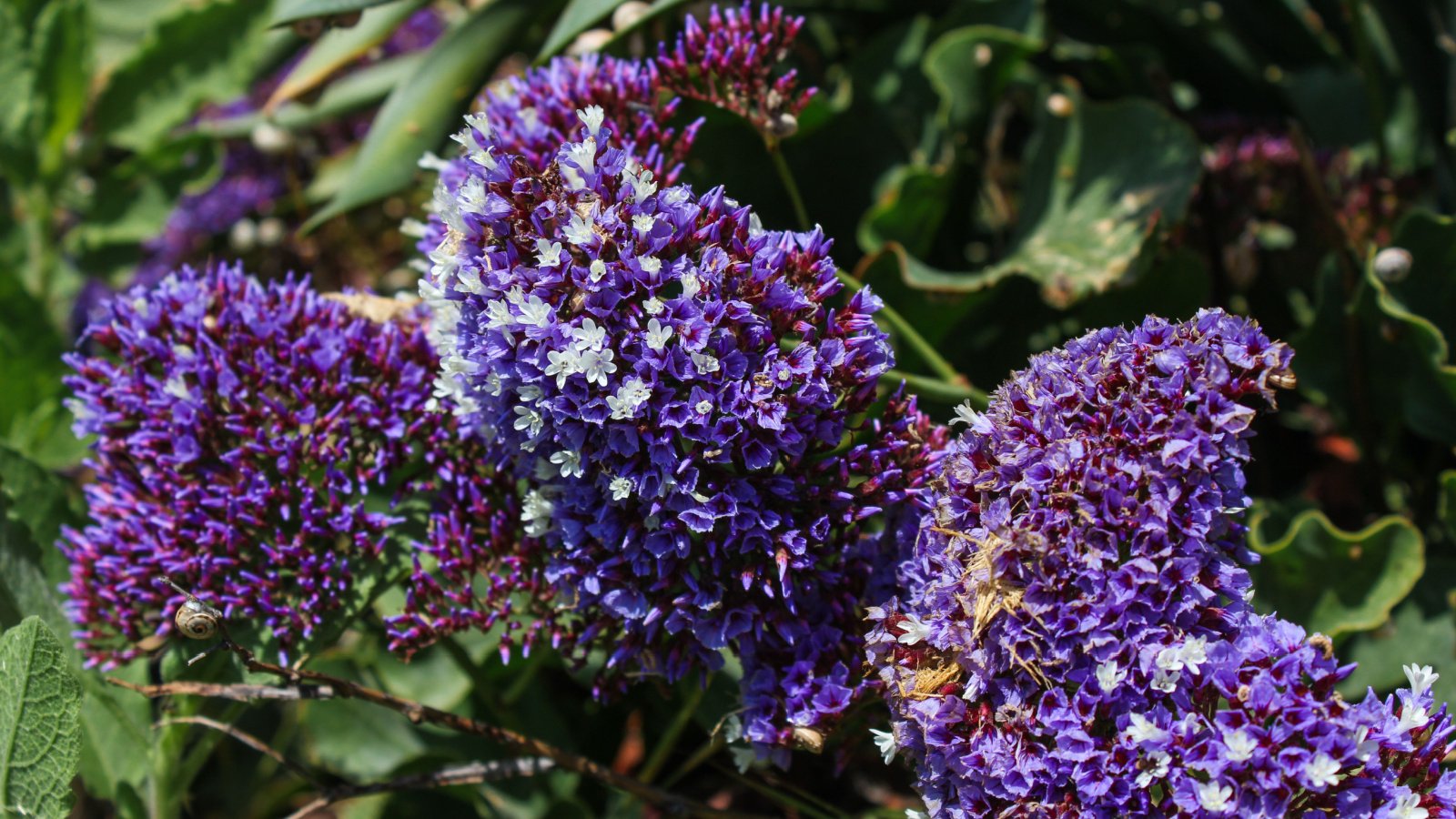 Limonium latifolium plant placed somewhere with abundant sunlight, having delicate purple blooms