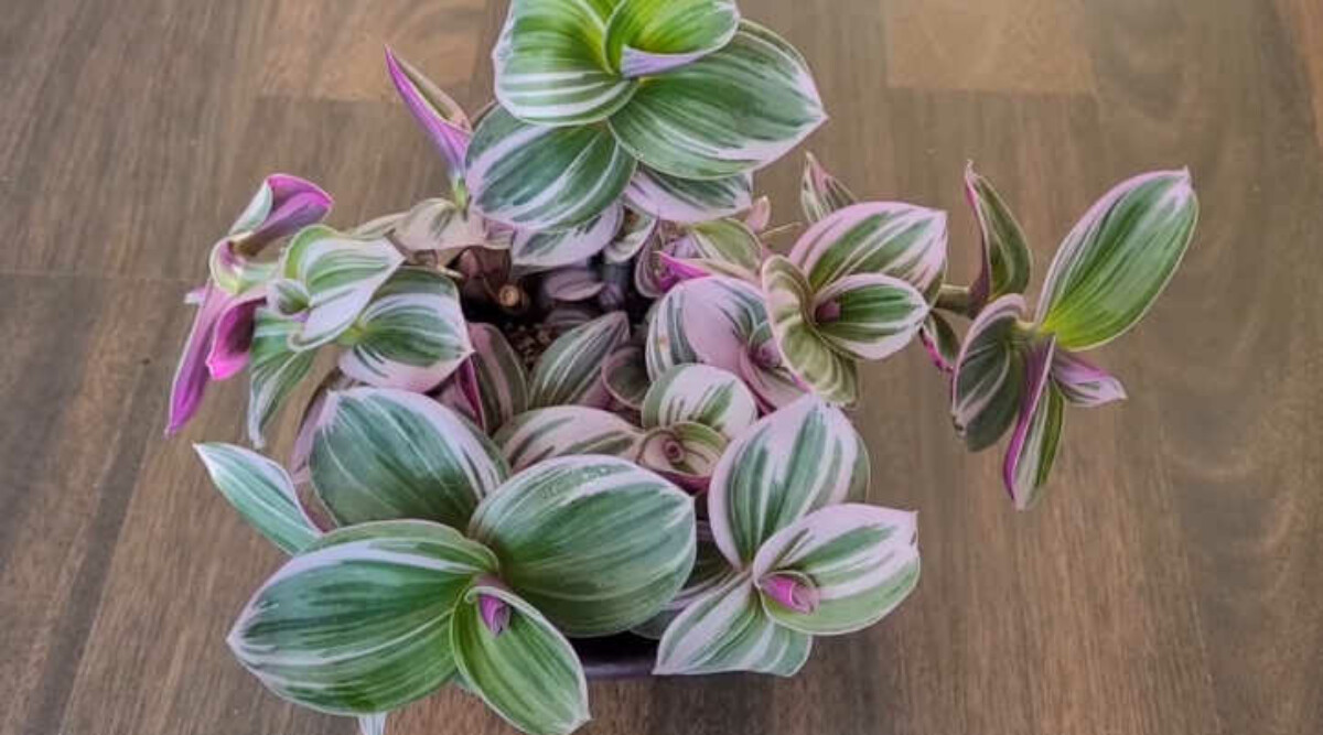 thumbnail image 2 of Tradescantia Nanouk – Live Pink Houseplant, Fast-Growing Trailing Succulent, Potted 2 of 4