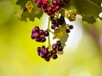 A closeup shot of an allspice tree having red berries dangling from above placed somewhere with abundant sunlight in the garden
