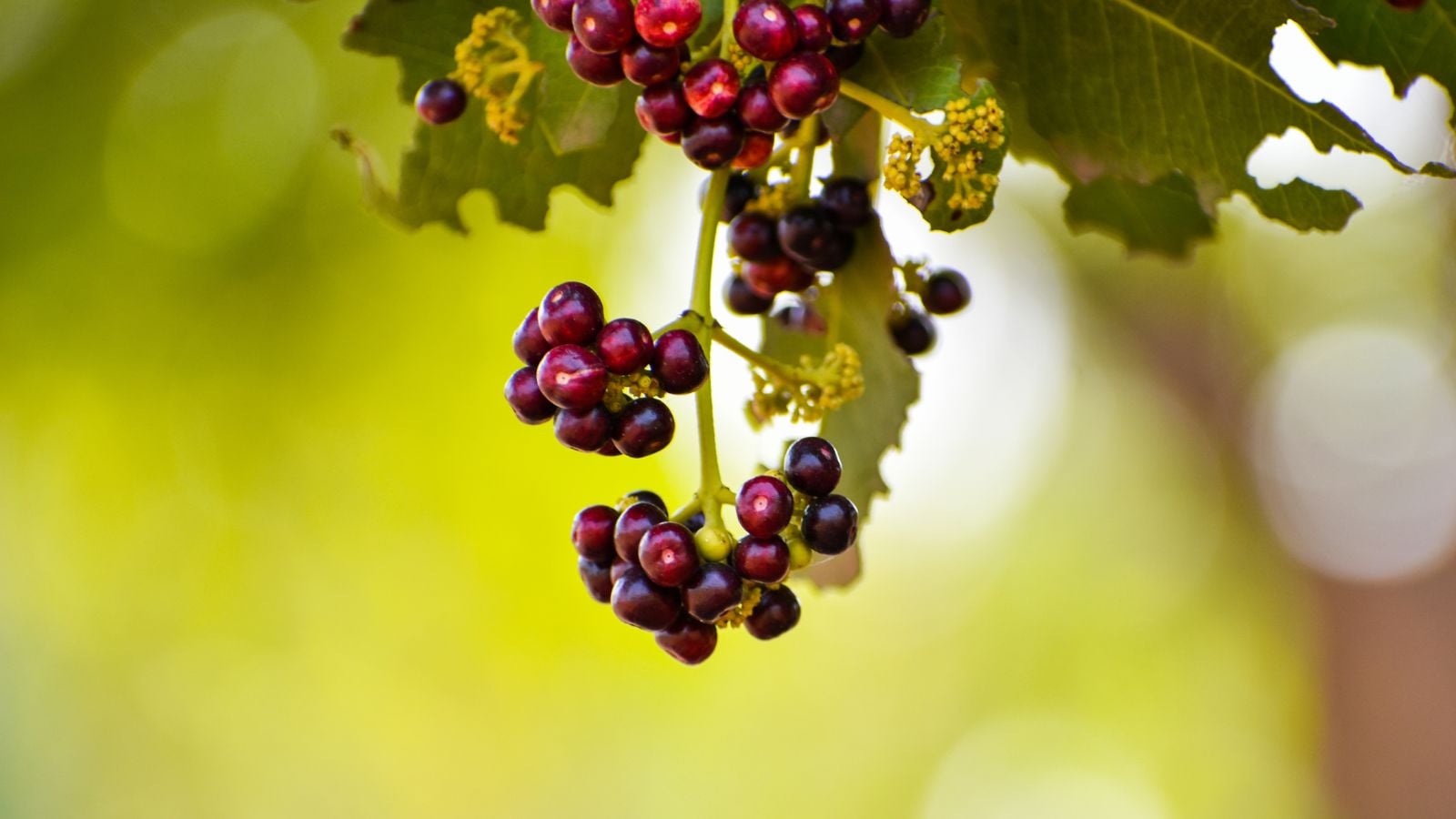 A closeup shot of an allspice tree having red berries dangling from above placed somewhere with abundant sunlight in the garden