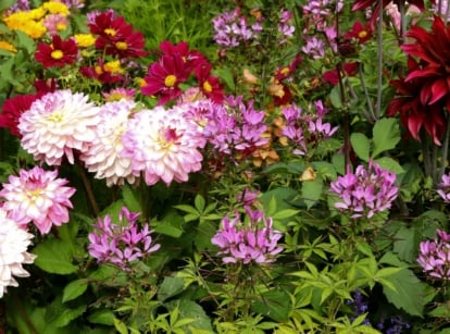 dahlia companion plants, including various blooms surrounded by vibrant green leaves and stems of different textures