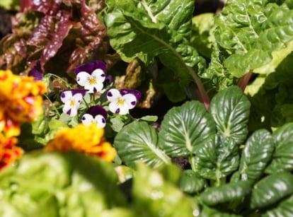 A close-up shot of a composition of various flowers and crops, showcasing spinach companion plants