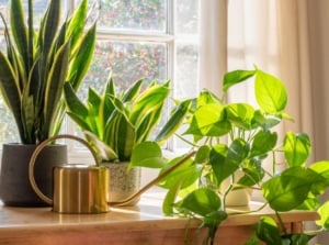 A close-up shot of a composition of various houseplants placed on individual pots near a window, showcasing houseplants hard to kill