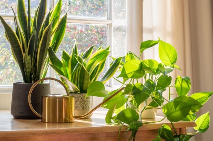 A close-up shot of a composition of various houseplants placed on individual pots near a window, showcasing houseplants hard to kill