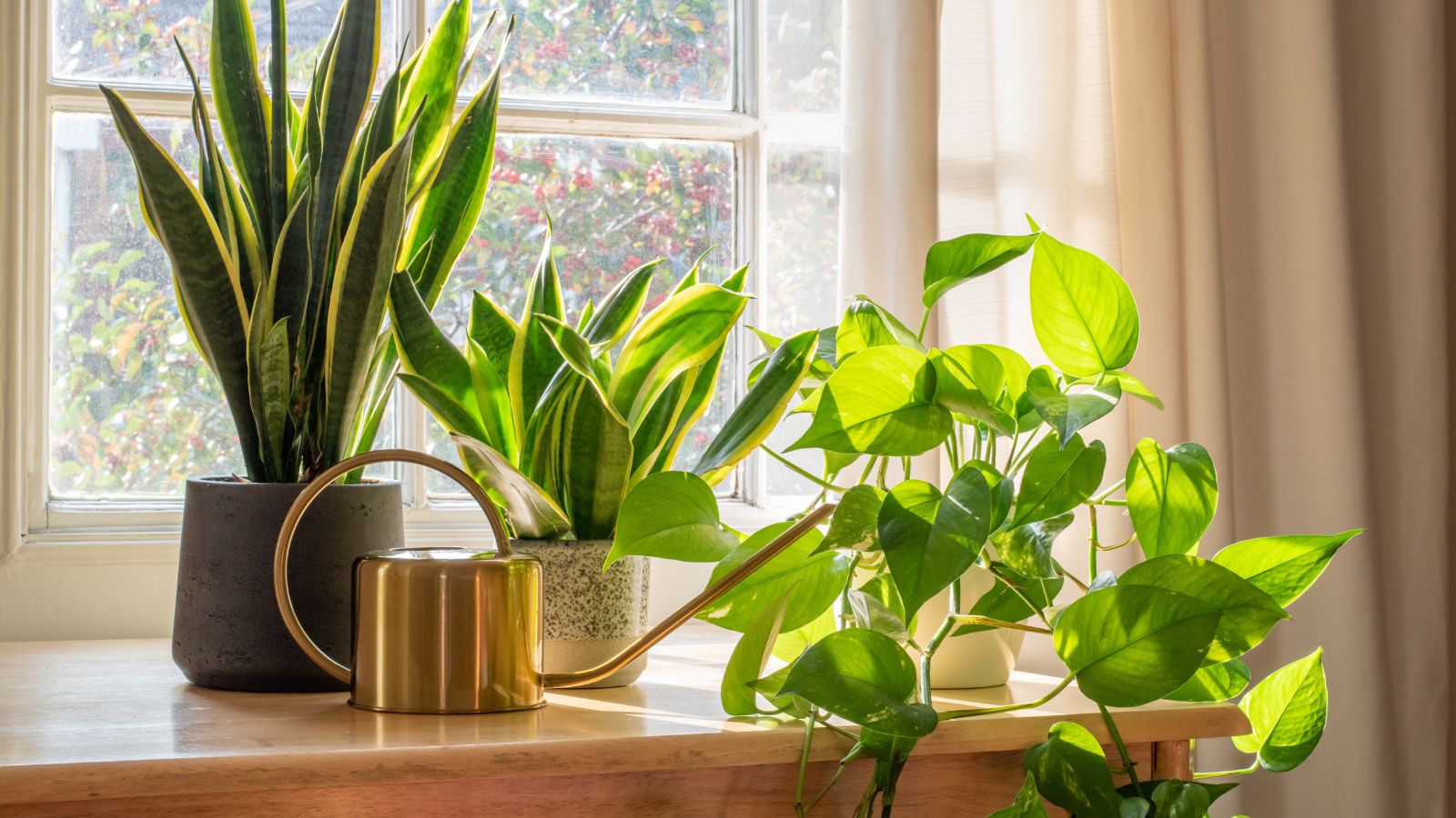 31 Hardy Indoor Houseplants That Are Very Hard to Kill, image size:1600x900