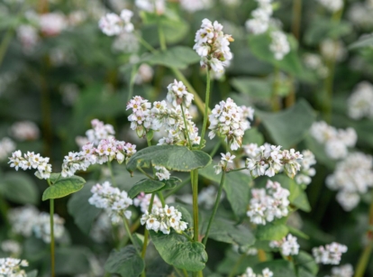 A close-up shot of a large composition of small white flowers, slender stems and lush leaves of a buckwheat, showcasing cover crops for raised beds
