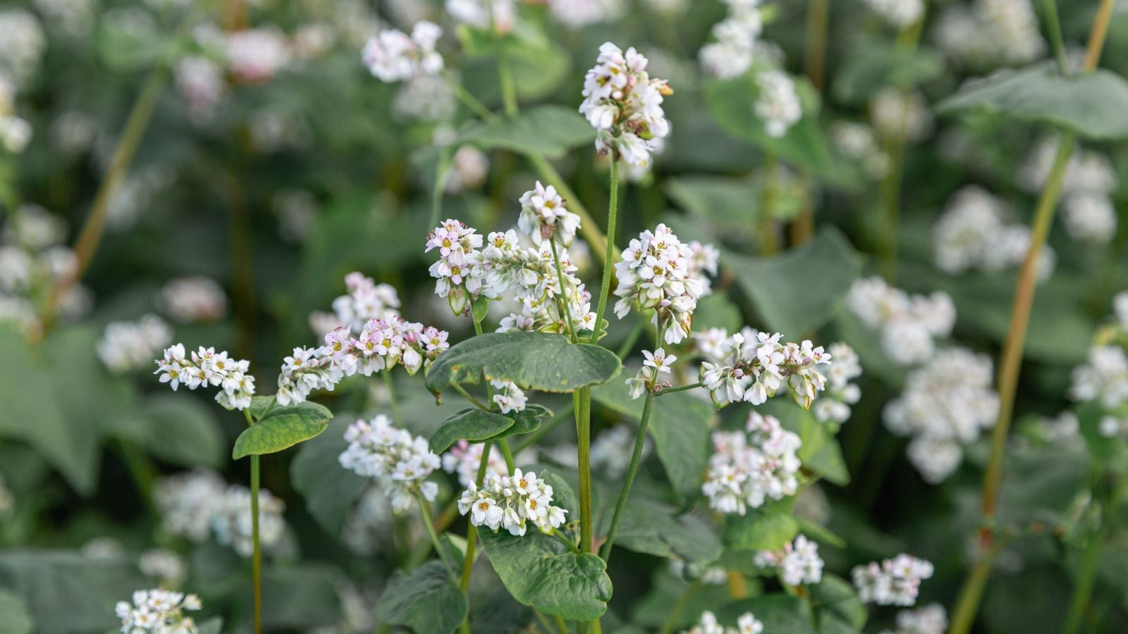 A close-up shot of a large composition of small white flowers, slender stems and lush leaves of a buckwheat, showcasing cover crops for raised beds