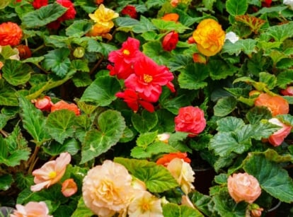 A close-up shot of a large composition of vibrant colored flowers growing alongside their green foliage, showcasing begonia varieties
