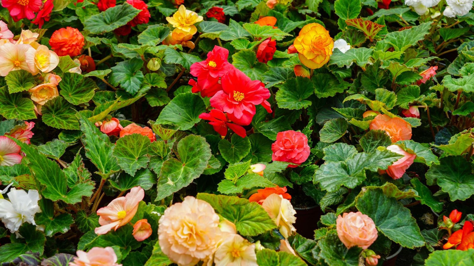 A close-up shot of a large composition of vibrant colored flowers growing alongside their green foliage, showcasing begonia varieties