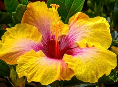 A close-up shot of a vibrant multi-colored flower, showcasing yellow, lilac, and red colored, highlighting one of the hibiscus varieties