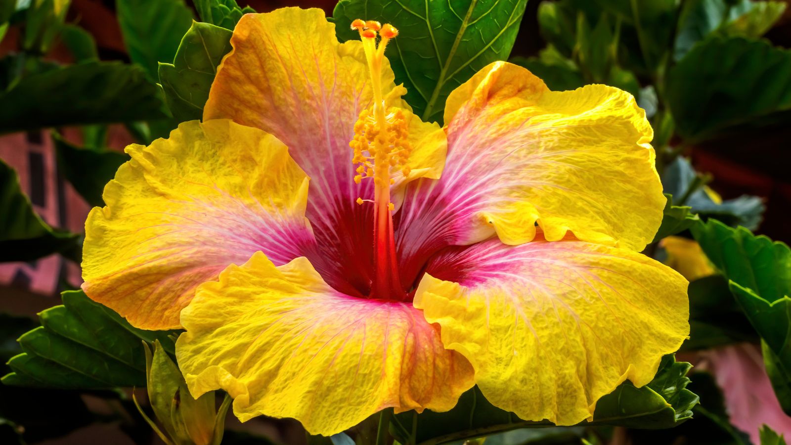 A close-up shot of a vibrant multi-colored flower, showcasing yellow, lilac, and red colored, highlighting one of the hibiscus varieties