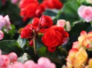 A close-up shot of several developing flowers with various colors, showcasing begonia varieties