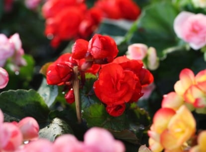 A close-up shot of several developing flowers with various colors, showcasing begonia varieties
