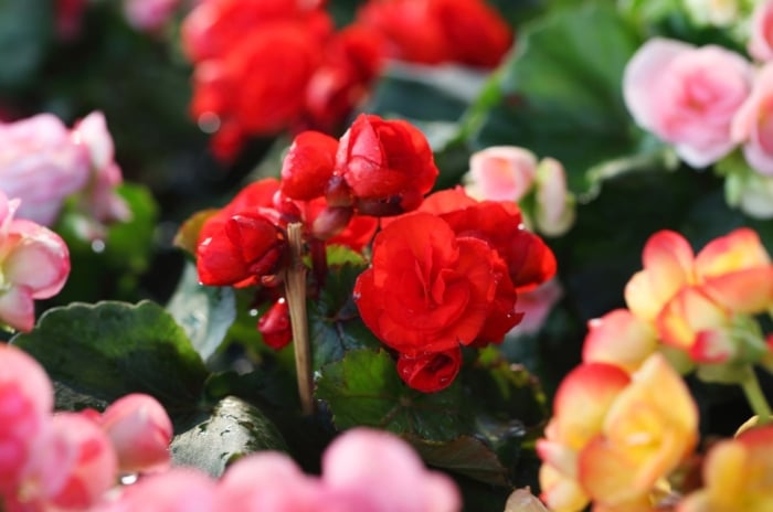 A close-up shot of several developing flowers with various colors, showcasing begonia varieties