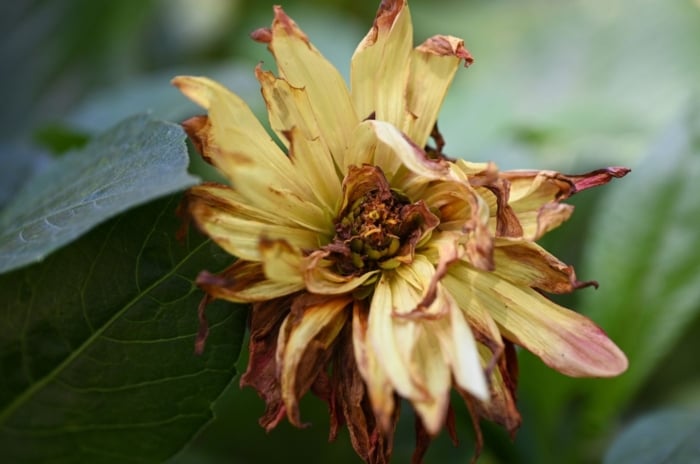 A close-up shot of yellow wilting flowers, showcasing dahlia diseases
