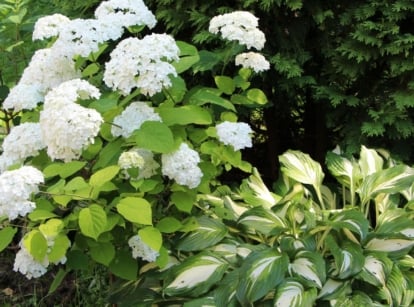 A composition of white hydrangea and hosta plants, showcasing shade perennials for zone 8