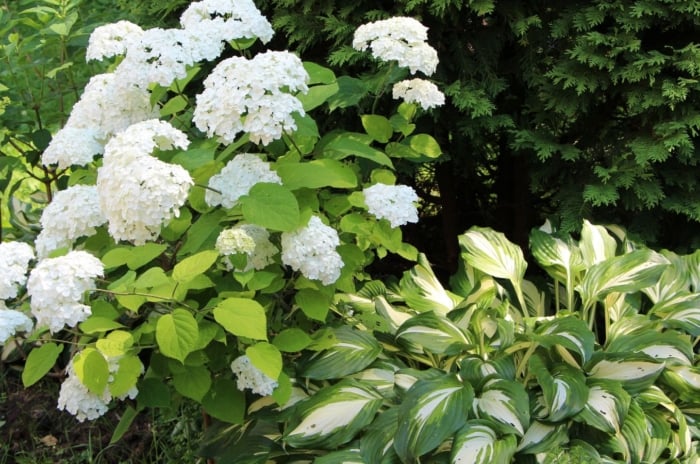 A composition of white hydrangea and hosta plants, showcasing shade perennials for zone 8