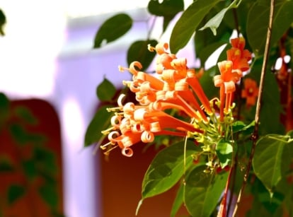 A garden with shrubs with orange flowers, appearing to look lovely and vibrant under the bright warm sunlight