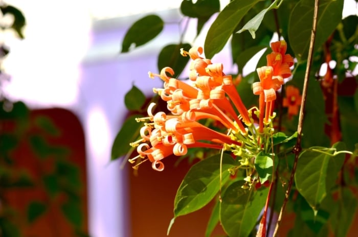 A garden with shrubs with orange flowers, appearing to look lovely and vibrant under the bright warm sunlight