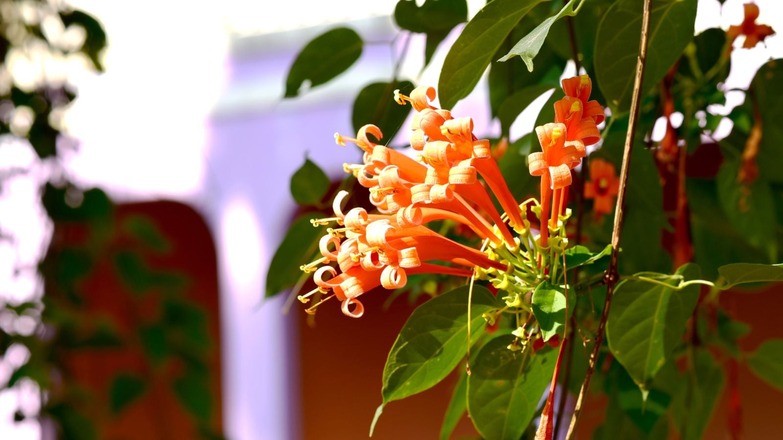 A garden with shrubs with orange flowers, appearing to look lovely and vibrant under the bright warm sunlight