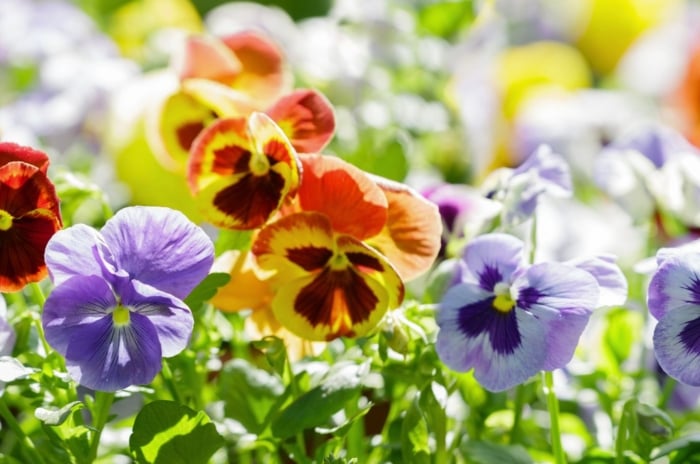 A shot of a large composition of Pansy blooms with vibrant hues, showcasing the flowers that bloom all year