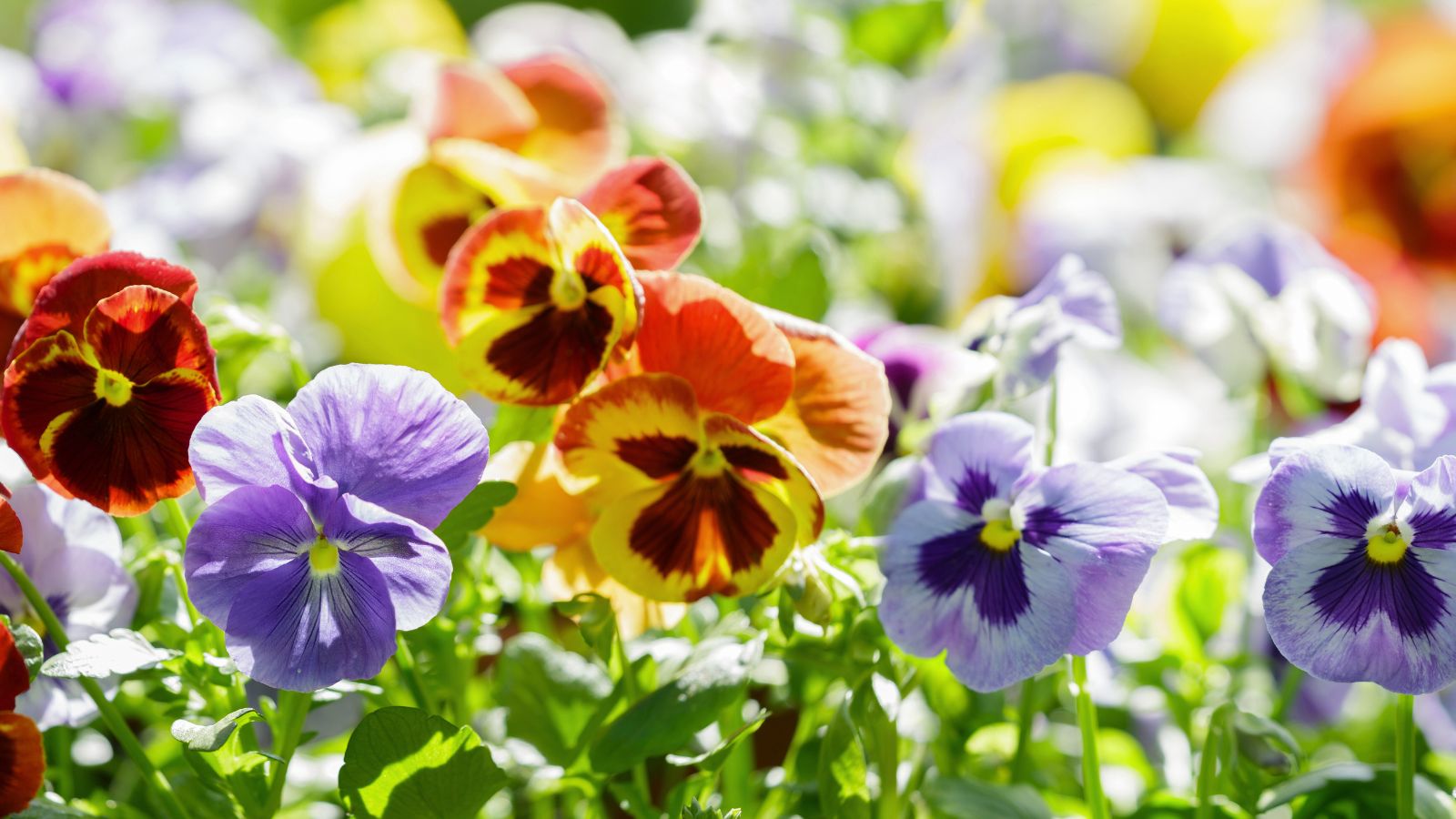A shot of a large composition of Pansy blooms with vibrant hues, showcasing the flowers that bloom all year