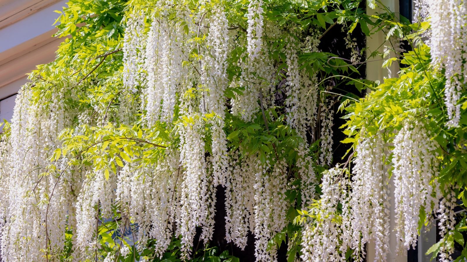 A shot of a large plant with blooms showcasing vines with white flowers