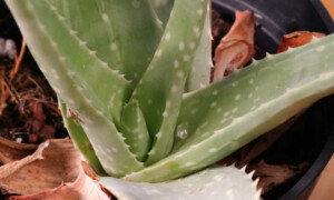 Aloe Vera Plant Care And Tips - Epic Gardening