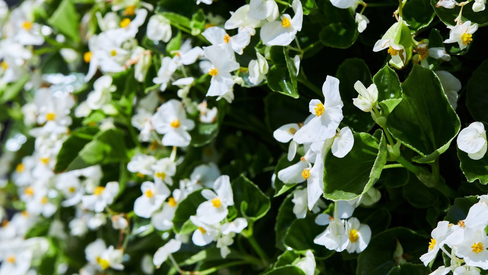 A closeup shot of Ambassador White blooms appearing to have delicate white petals and bright yellow centers