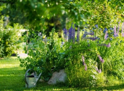 An area with the garden with zone 7 shade perennials appearing to have lovely greens and trees providing shade to plants on the ground