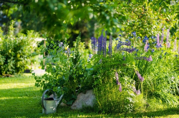 An area with the garden with zone 7 shade perennials appearing to have lovely greens and trees providing shade to plants on the ground