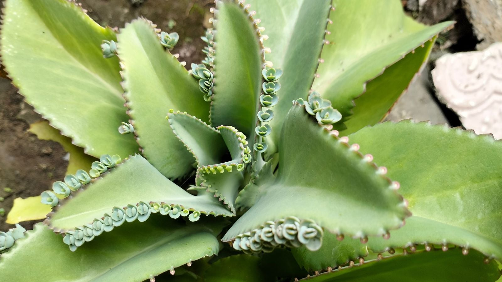 A healthy and sturdy Bryophyllum pinnatum shot from above appearing to have lovely smooth leaves with spiky edges