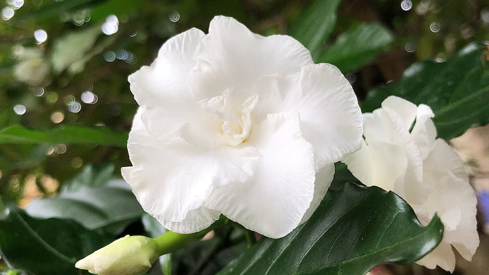 A close-up shot of a delicate white ruffled flower alongside dark green leaves of the Dwarf Gardenia