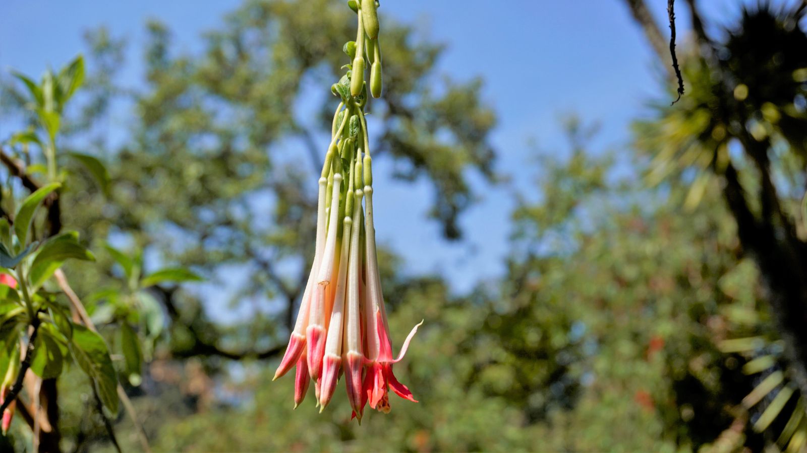 A close-up shot of cream and pink colored blooms of the Fuchsia boliviana 'Alba' climbing plant, all placed in a bright sunny area outdoors