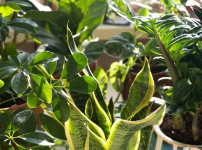 Grow indoor plants from leaves, showing countless houseplants looking lush and healthy with lovely leaves in green hues