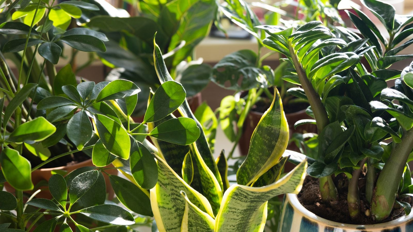 Grow indoor plants from leaves, showing countless houseplants looking lush and healthy with lovely leaves in green hues
