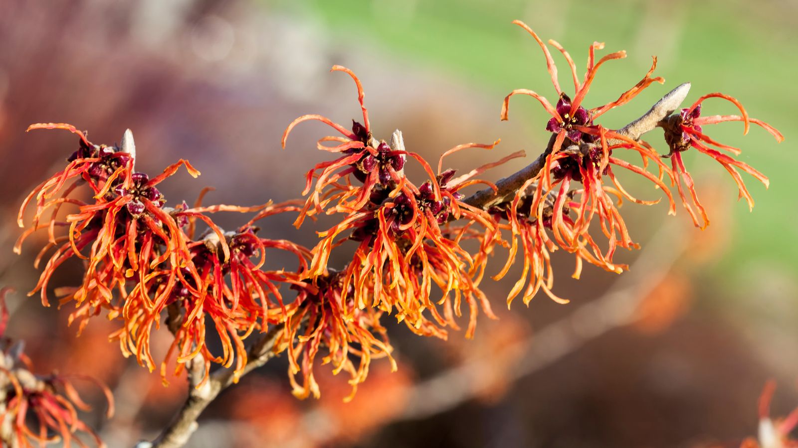 A woody branch of the Hamamelis, having blooms with stringy petals having foliage in the background