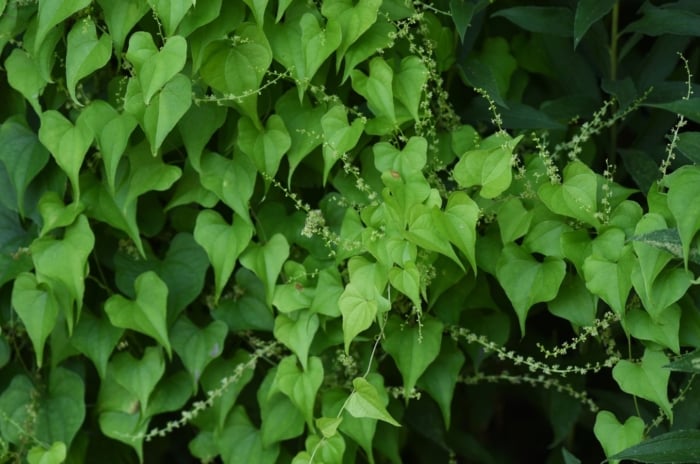 Healthy Healthy Dioscorea japonica with vibrant green leaves with many tendrils surrounded the heart-shaped foliage