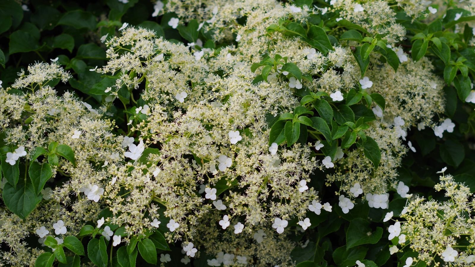 A shot of several clusters of yellow and cream colored blooms of a climbing plant called Hydrangea anomala petiolaris