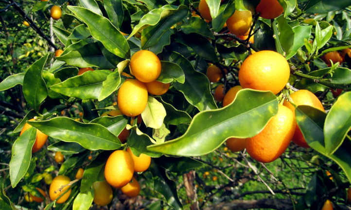 Kumquat tree laden with fruit