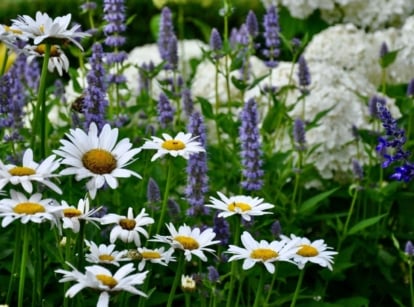 Lovely shade perennials for zone 8, appearing healthy and thriving in the garden under the sunlight