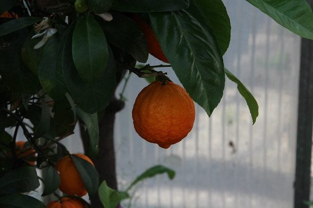 Indoor-grown mandarin tree