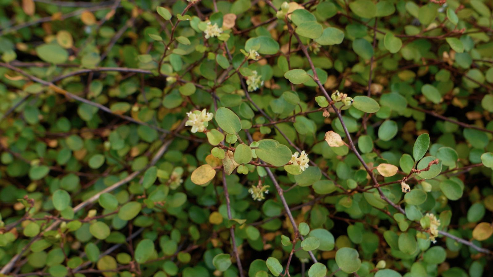 A close-up shot of beige colored and tiny blooms of the Muehlenbeckia axillaris plant