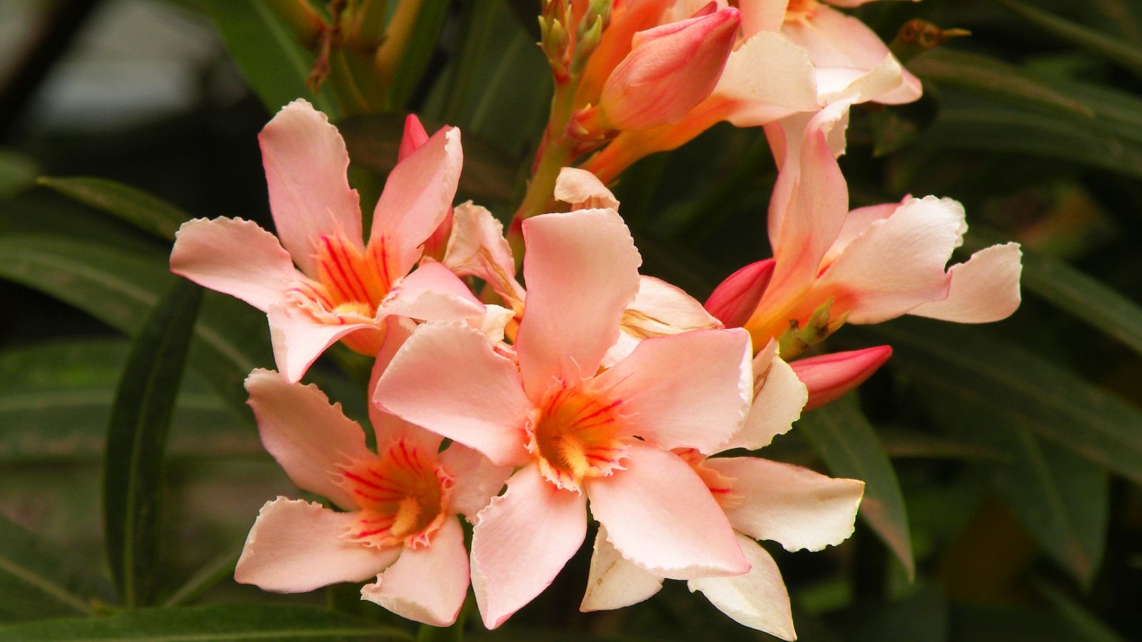 Lovely and healthy Nerium Oleander blooms appearing dainty under the sunlight