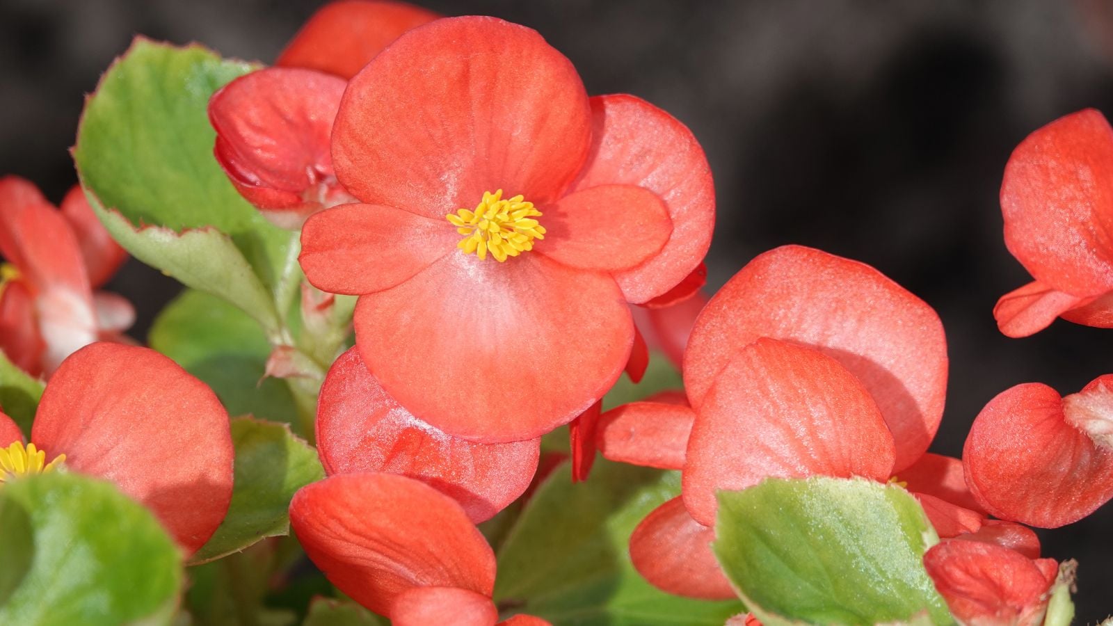 A close-up view of pink-red colored, small flowers with yellow centers and green leaves of the olympia red